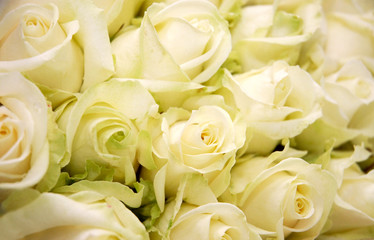 Group of beautiful white roses texture background