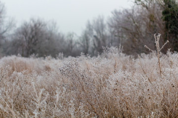 Early winter morning after an ice cold night with frozen bushes covered with ice in Maastricht