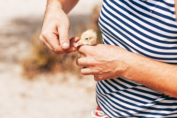 Man holding duckling in hands.
