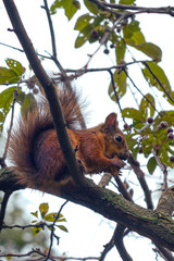 Obraz premium Squirrel eating a nut on a tree branch