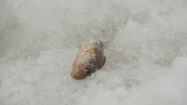 Caught fish lying in the snow