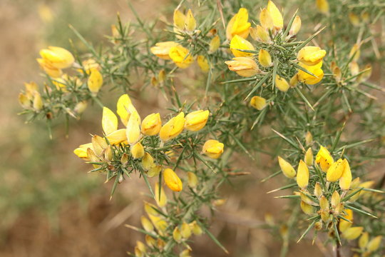 D&eacute;tail de fleur d'ajonc