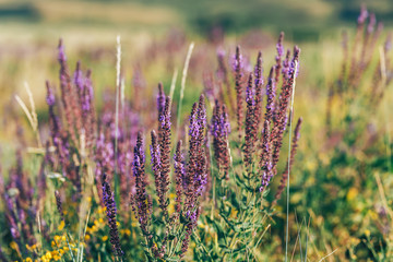 Field of clary sage