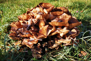honey mushrooms in the garden