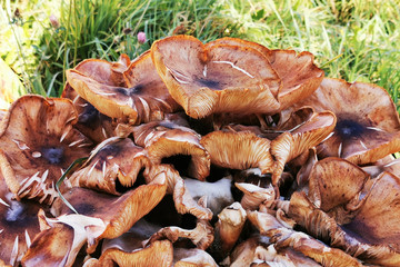 honey mushrooms in the garden