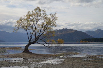 Arbre Lac Wanaka
