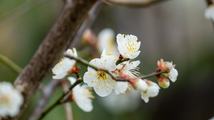 梅の花