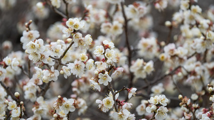 梅の花