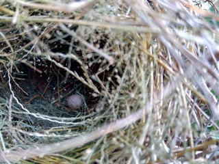 Estrildid finches nest and the egg on the branch with leaves background