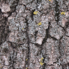 beautiful and very old bark