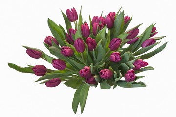 Splendid bouquet of spring's tulips on the white background
