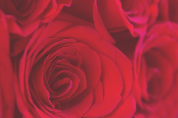 Red roses background. Close up. 8 march, 14 february, st valentine day and women's day concept. Love and romantic background concept. Selective focus.