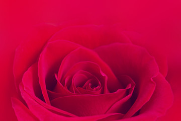 Close up of amazing natural fresh red rose. Flowers bud as symbol of beauty and love. 8 march, 14 february, st valentine day and women's day concept. Love and romantic background. Selective focus.