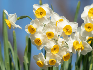 水仙の花　２月　日本