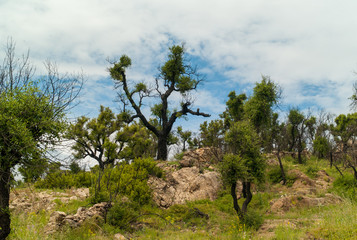 Burnt forest that grows back