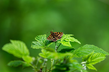 butterfly on flower