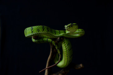 Fototapeta premium green snake on tree