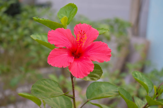 Beautiful Red Hawaiian Hibiscus Flower