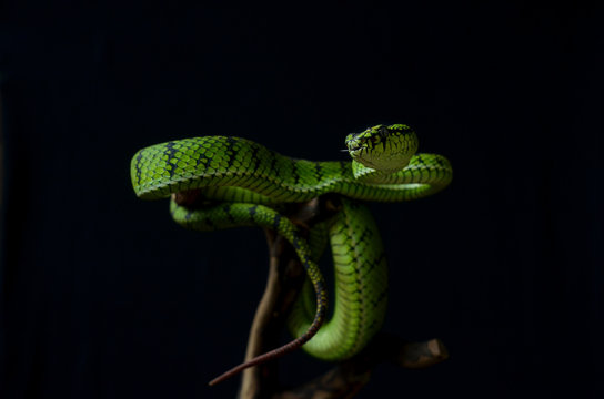 green snake on tree