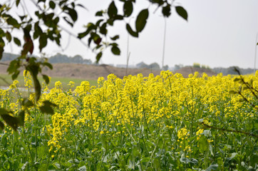 Rape flowers blooming in the countryside