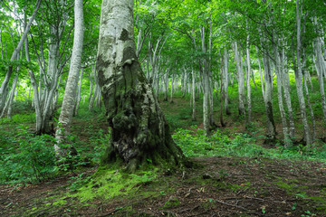 緑に包まれる夏のブナ林