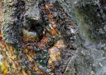 Resin on a tree in orchard