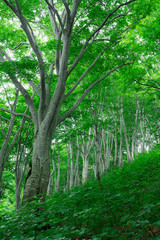 緑に包まれる夏のブナ林