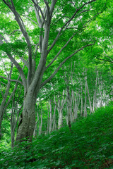 緑に包まれる夏のブナ林