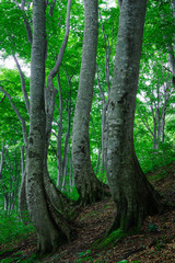 緑に包まれる夏のブナ林