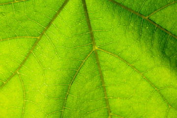 Fototapeta na wymiar vein of a beautiful green leaf