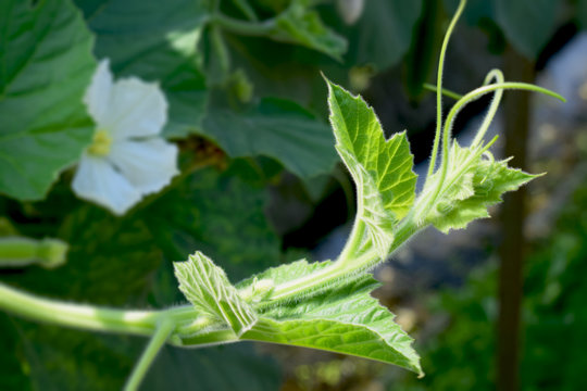 a beautiful image of a bottle gourd flower bud