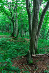 緑に包まれる夏のブナ林