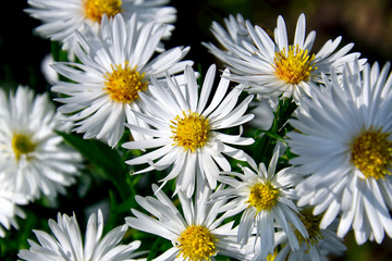 Fototapeta premium close up of bush of white daisies. white floral background. selective focus. Tender romantic floral background.