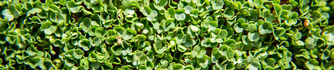 microgreen Foliage Background. pea leaf. sprout vegetables germinated from high quality organic plant seed on linen mat
