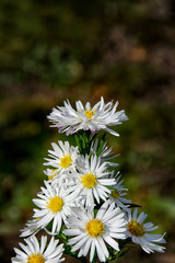 close up of bush of white daisies. white floral background. selective focus.  Tender romantic floral background.