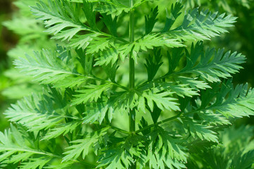 Fototapeta premium a fresh green carrot tree