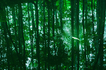 １匹の鯉と水面に映るブナ林