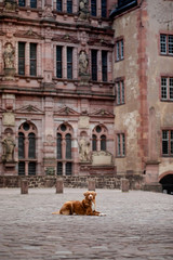 Dog at the castle on a background of vintage architecture. Traveling with a pet. Nova Scotia Duck...
