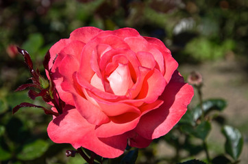 close-up of a red rose flower on the blured green background. symbol of love. floral background