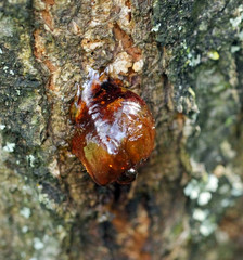 Resin on a tree in orchard