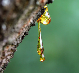 Resin on a tree in orchard - obrazy, fototapety, plakaty