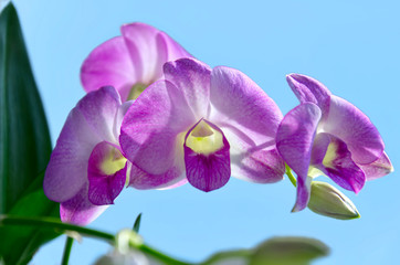 beautiful purple Orchid flowers on a light blue background. Phalaenopsis orchid close up