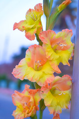orange yellow gladiolus blooming in a bunch