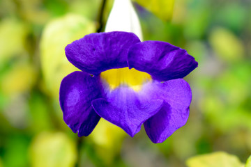 Portrait of a beautiful purple Bengal clock vine