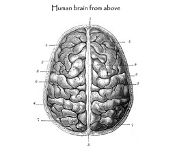 Fototapeta premium Human brain - Antique engraved illustration from Brockhaus Konversations-Lexikon 1908