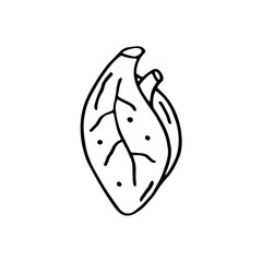 Heart, human organ body cartoon hand drawn doodle vector illustration, icon, sticker. Black line art design. Isolated on white background. Easy to change color. Medicine, health care, protection.