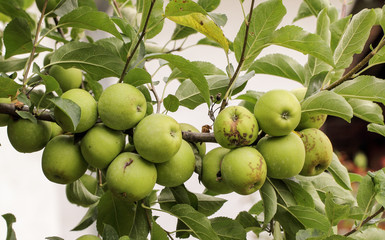 Not sprayed green apples on a branch in the garden.Summer garden in village
