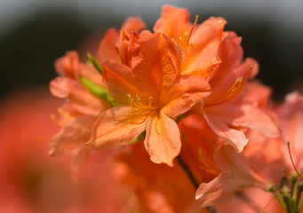 Azalea flowers close-up during the flowering period