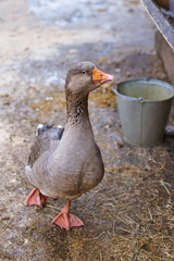 goose poultry with brown feathers walks along the road through the snow in the yard