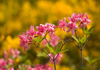 Azalea flowers close-up during the flowering period